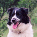 Evie was adopted in 2003